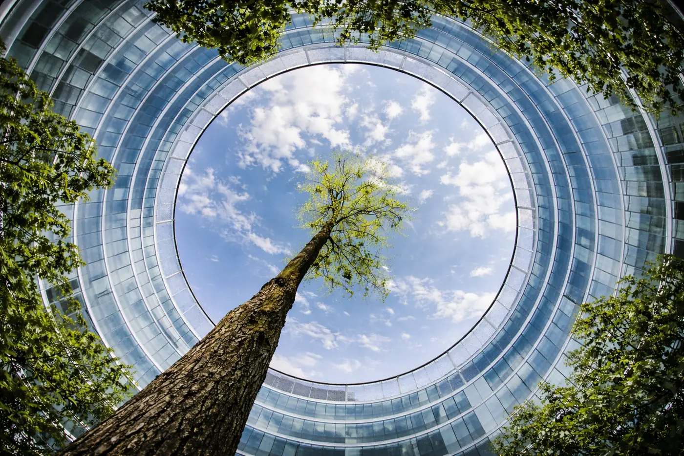Looking up at a tree from inside a circular building